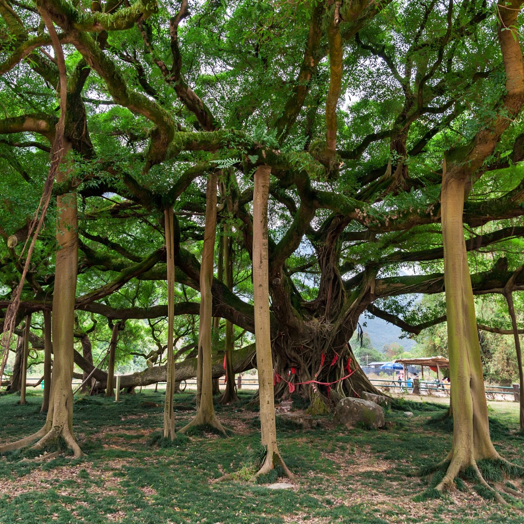 vat savitri vrat puja done by praying banyan tree